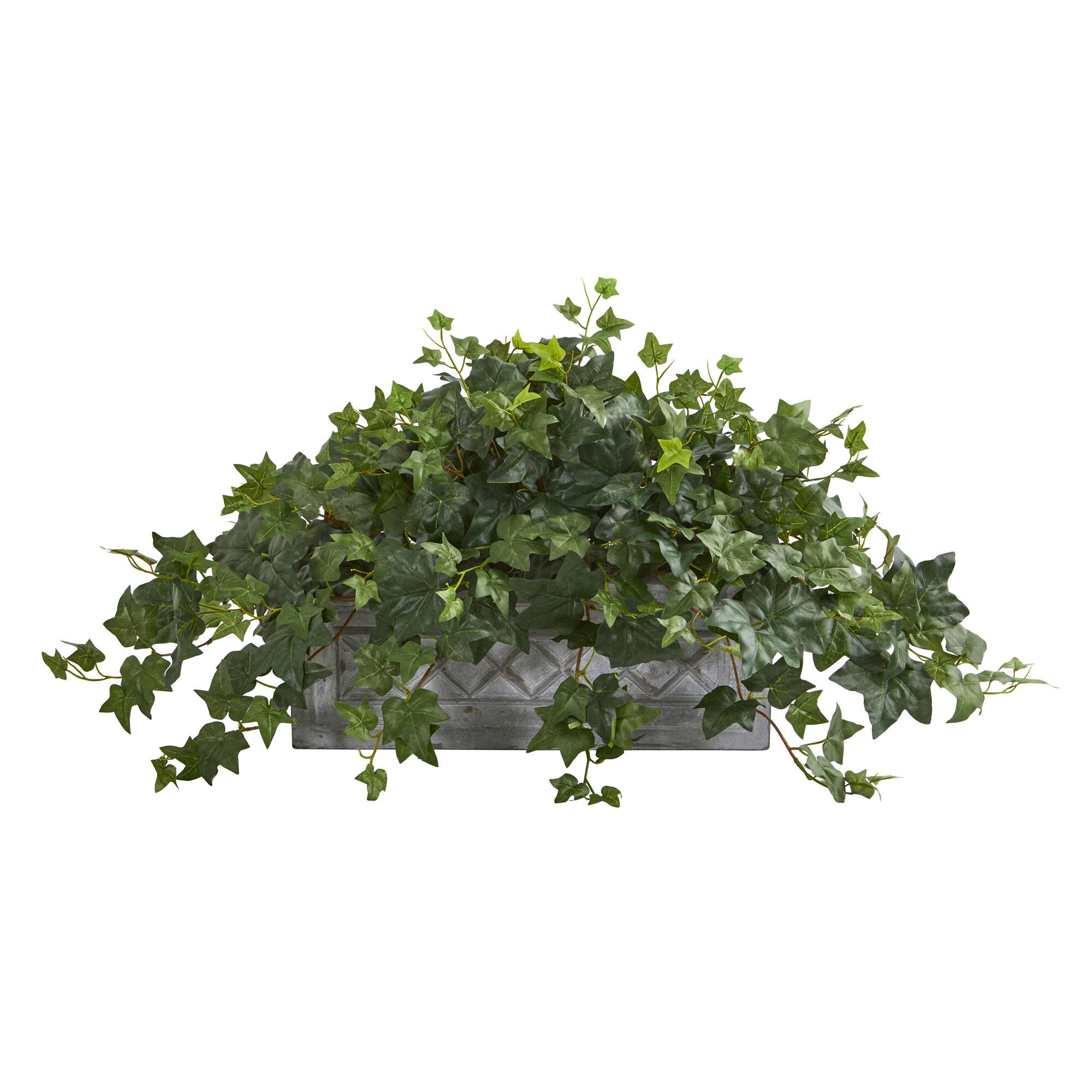 20" Puff Ivy Plant in Stone Planter
